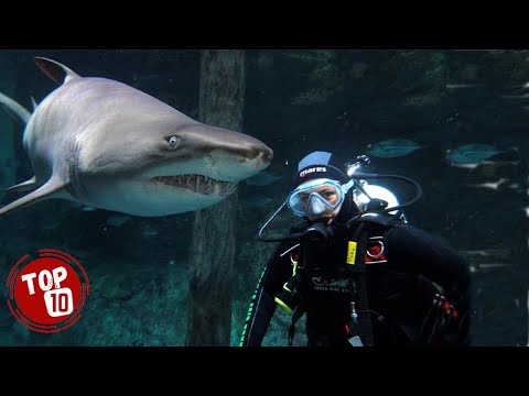 Near Death Experiences: 10 Most Dangerous Ultimate Close Calls In the Ocean