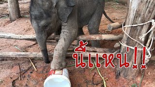 preview picture of video '"เหยียบถังนำ้"เเต่กลัวล้อรถ คลิปเต็ม พลายฝอยทอง EP73 elephant vs bucket'