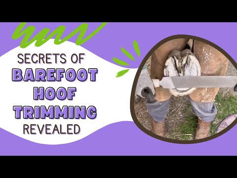 Hoof Trim Tutorial | Step by Step Horse Hoof Trim