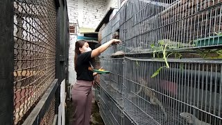 Download lagu Ibu Rumah Tangga Sukses Ternak Iguana mp3