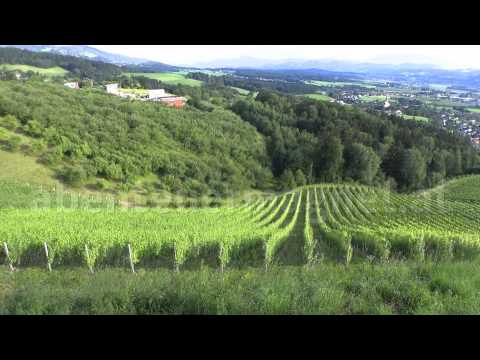 download lagu mp3 mp4 Wolfsberger Wein, download lagu Wolfsberger Wein gratis, unduh video klip Wolfsberger Wein