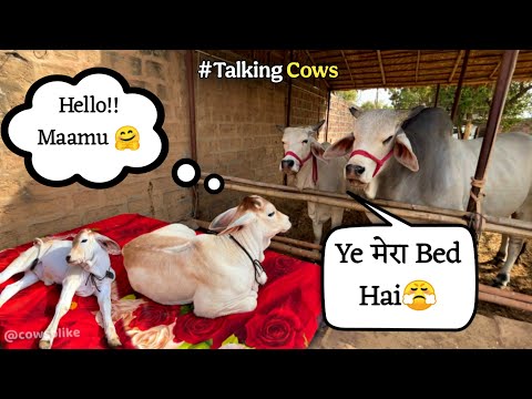 Vrinda को Prithu का Bed milgaya😍| Baby Calf Gets a new Bed | Cowsblike