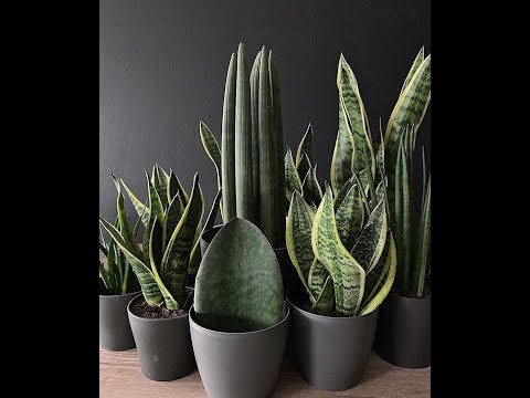 Folha Plant Shop - Sansevieria