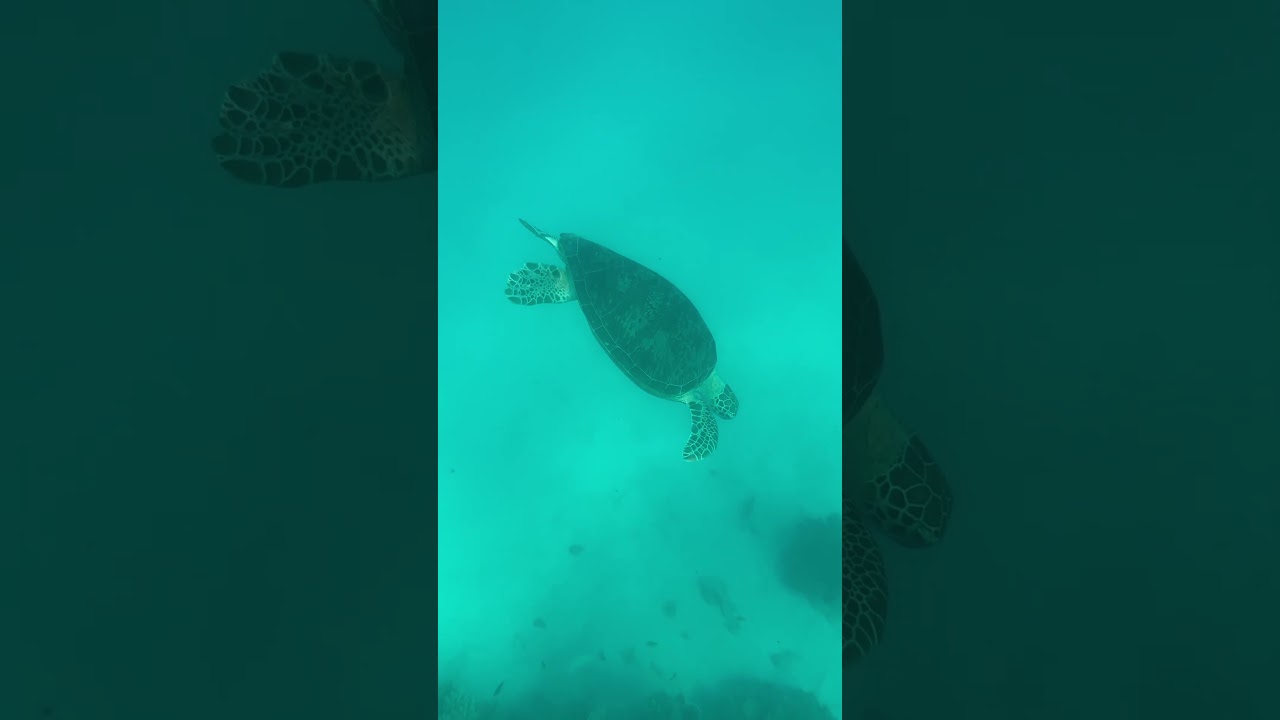 YouTube Short thumbnail