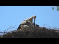 Stork White Stork Bird Animal Plumage Water