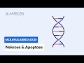 Cell death by necrosis or apoptosis - Biochemistry - Physiology - AMBOSS Video