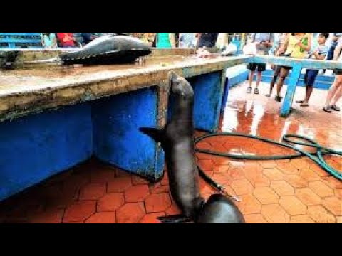 Baby sea lion begs for fish then flops into the ocean
