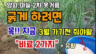 양파/마늘2차 웃거름 굵게하려면 3월 가기전 지금 꼭!! 줘야할 비료2가지 유황 줘야하는 이유 유황비료