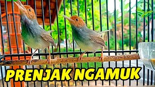 Download lagu Suara Prenjak Jantan Gacor Memanggil Lawan NARUNG, VOLUME Lantang & JERNIH , Cocok Sebagai Pikat mp3