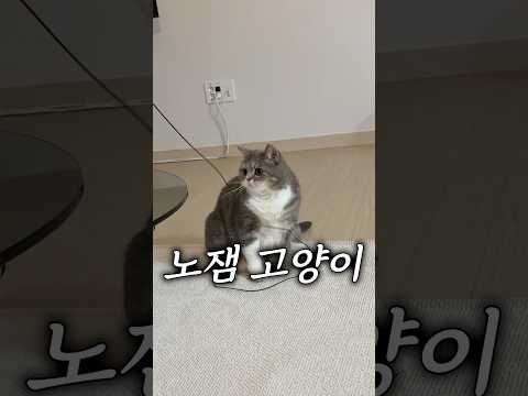 고양이랑 안 놀아주는 집사 특