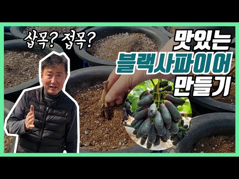 , title : '맛있는 블랙사파이어 포도 만들기 (feat.삽목과 접목) [기분좋은농부/포도]'