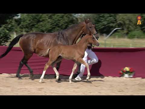 37 HEARTBEAT - HF v. Hickstead White-Stakkato Gold - Fohlenauktion Riedlingen 2020