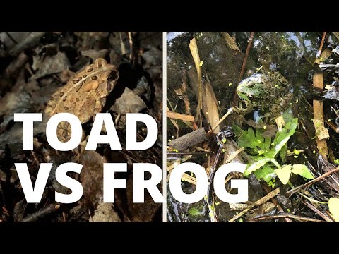 Differences Between Frogs & Toads