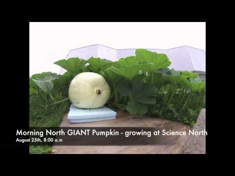 GIANT Pumpkins growing at Science North