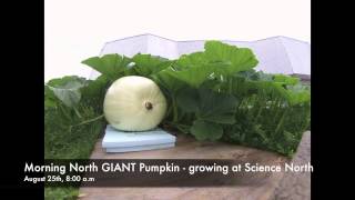 GIANT Pumpkins growing at Science North