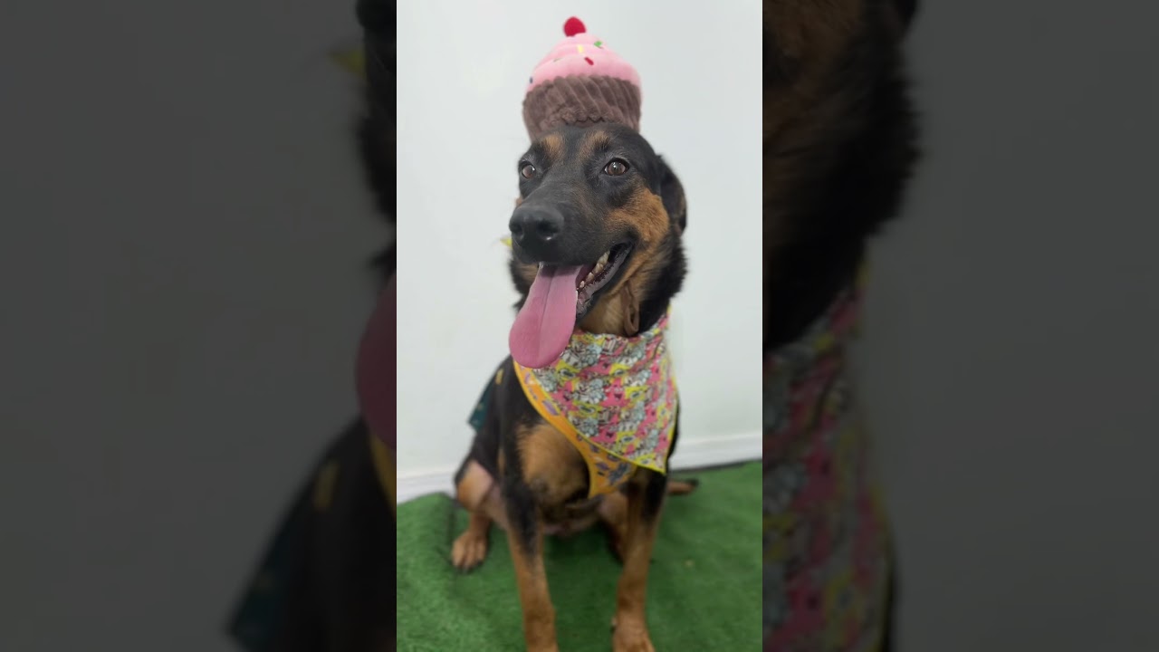 Enlarge Mely-One of our Amazing Rescue Dogs, a Adoptable mixed breed in Sparks, NV video 2/2