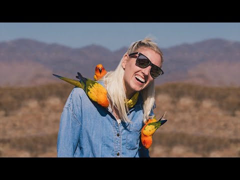 Traveling With Small and Medium Birds | The Perfect Parrot Carrier