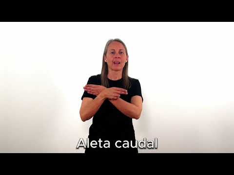 Aleta caudal - LSC