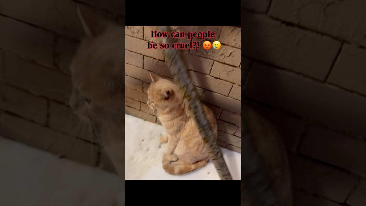 Enlarge Tigger Bear, an adopted mixed breed in New York, NY video 4/6