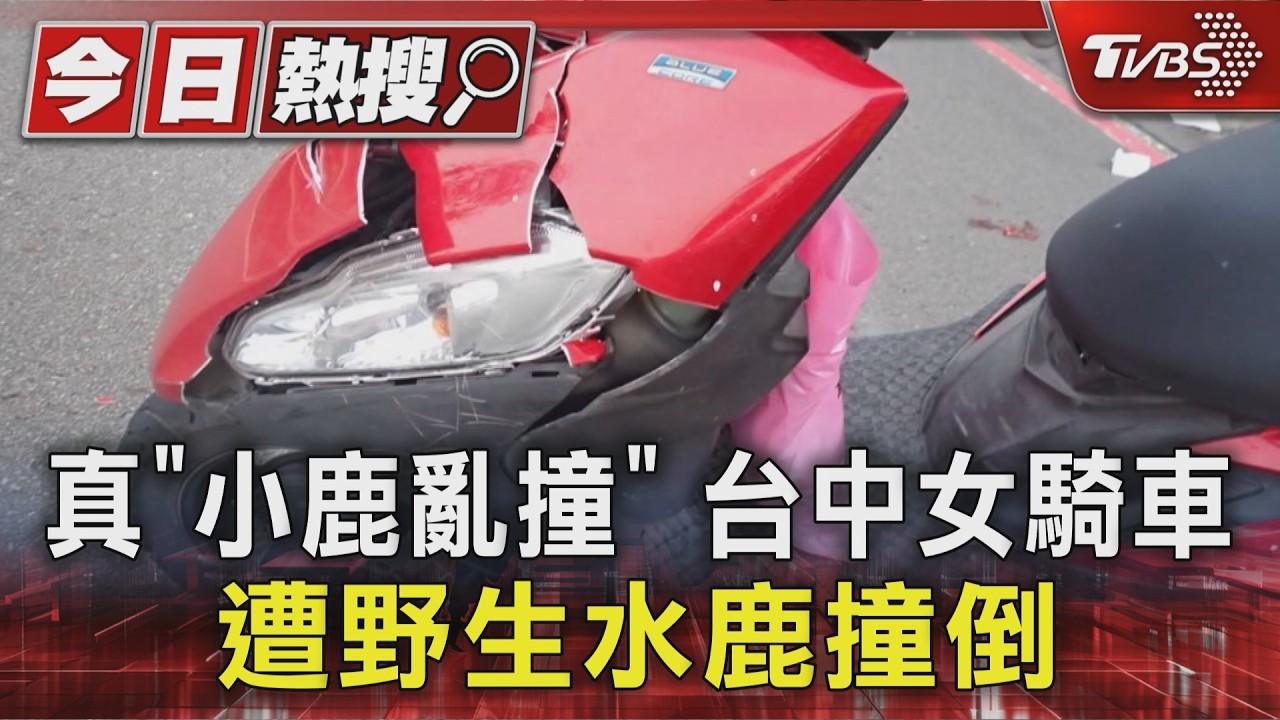真「小鹿亂撞」台中女騎車遭野生水鹿撞倒｜TVBS新聞 @TVBSNEWS01