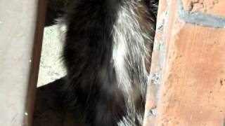 Possum at Sweet Pea's