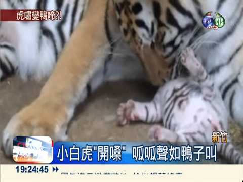 動物園新"萌"主 小白虎"呱呱叫"