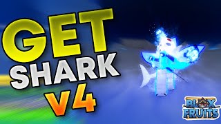 How To Get Shark Race v4 in Blox Fruits (FULL GUIDE)