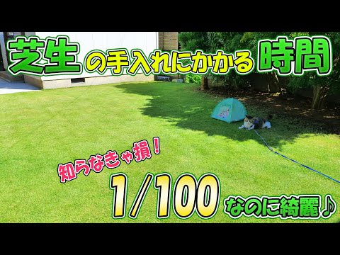 芝生の草取りはいつするの？夏の間ずっと美しい芝生を維持するにはどのような製品を使用する必要がありますか?  庭園