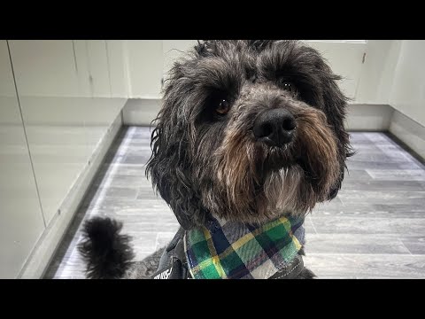 A day in the life with a dog: cockapoo daily routine with 9-5 job