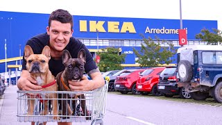 Dogs Visit Ikea / People’s Reaction