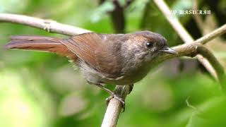 Download lagu pancingan burung Flamboyan jernih dan rapat durasi panjang cetak calon juara mp3 Download lagu pancingan burung Flamboyan jernih dan rapat durasi panjang cetak calon juara mp3
