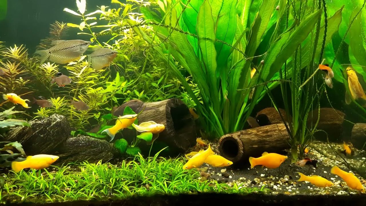 Czy akwarium 300 litrów może być tylko na jednej wewnętrznej gąbce Filtracja mechaniczna.