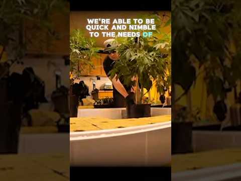 Why Craft Cannabis Hits Different | Decibel’s Grow Room Secrets Revealed