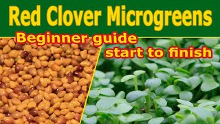 Red Clover Microgreens or Sprouts - How to grow - Walk through