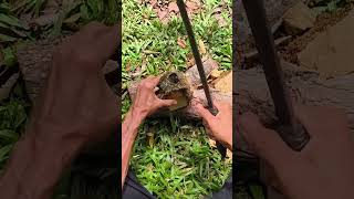 Download lagu Belum Banyak yang Tahu! Cara Membuat Gagang Parang dari Akar Bambu #fypシ #shorts #viralvideo mp3