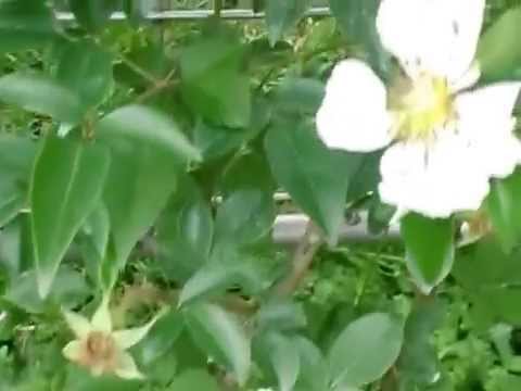 ロサ・ラエビガタについて詳しく解説