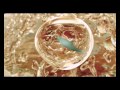 Dream Dance Alliance Overnight Official Video
