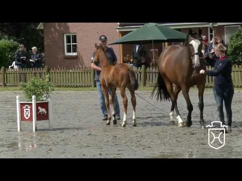 HEI031 Hengstfohlen von Casall   Cassini I   Barinello