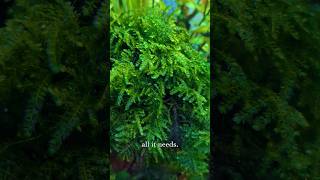 Download lagu 🌱 Cara Mendapatkan Lumut Menangis yang Sempurna 🌿 mp3