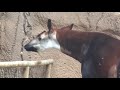Okapi　オカピーくん　San Diego Safari Park