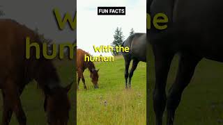 In total, there are 205 bones in the skeleton of a horse #shorts #short #subscribe