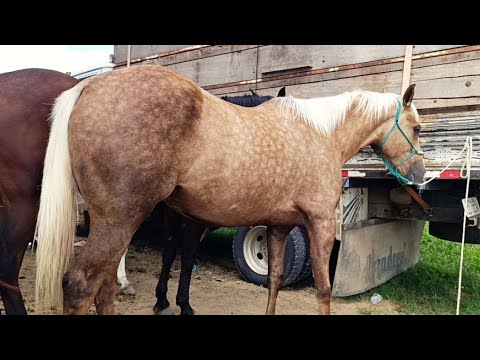 Top 8 melhores Cavalos de Altinho Pernambuco #cavalo 