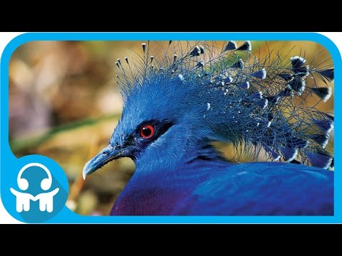 WHITE NOISE | Nature Sounds | Australian Birds