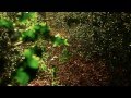 Camp Bestival 2015 - Its Coming. - YouTube