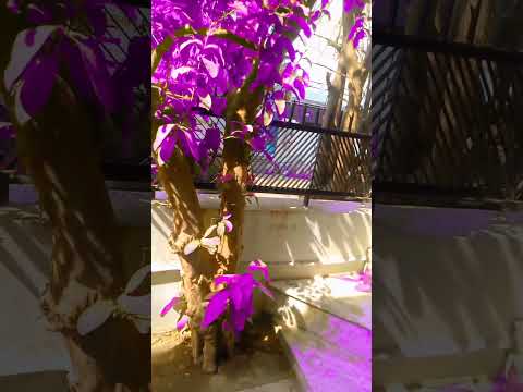 wow just purple 💜💜💜💜 #nature #flowers #beautiful #love #tutorial