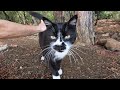 Cute Tuxedo Cat Started Purring Loudly When I Was Petted Her