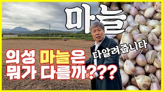 마늘 토양관리, 퇴비, 비료, 고자리파리에 대해 알려드립니다
