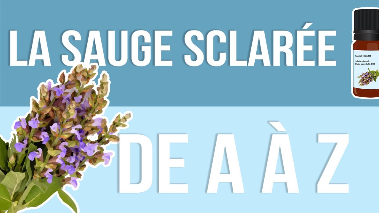 L'imposante sauge sclarée - Jardins de France