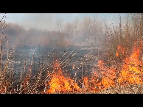  Весенние палы сухой травы унесли жизни людей на Гомельщине видео