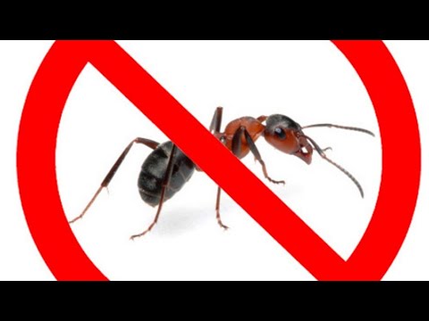 Генератор озона против домашних муравьёв.